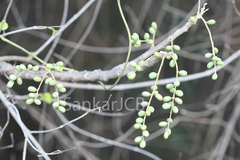 Lannea coromandelica